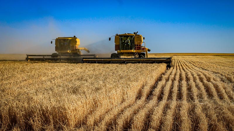 Two harvesters harvesting crop side by side