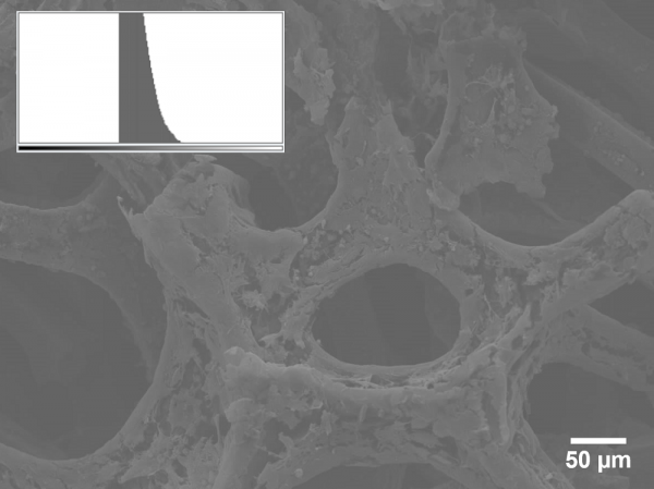 Dull SEM image