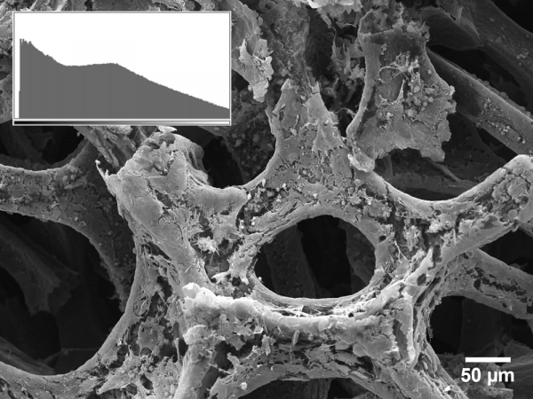 Good SEM image