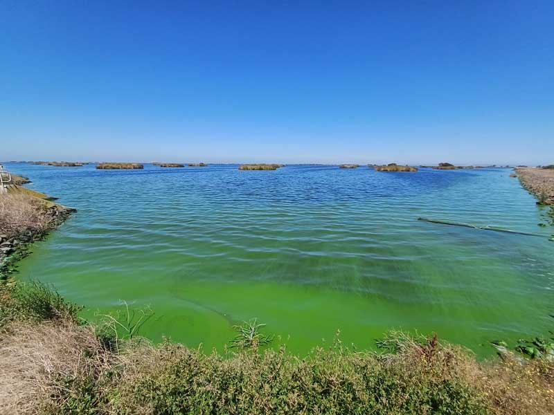 Toxic cyanobacterial bloom in a Victorian freshwater reservoir.