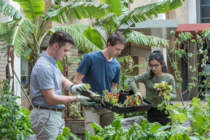 Students gardening