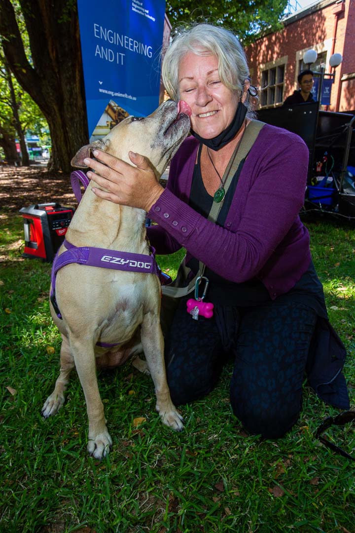 Woman in a purple shirt is kneeling next to a dog that is attempting to lick her face. 