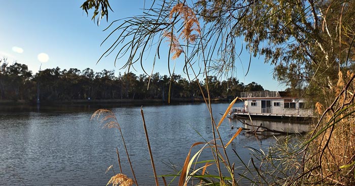 The Murray River with plants in the foreground in front of a paddle steamer