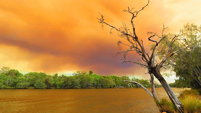 Bush in front of clouds tinted orange by bushfires with dead tree in foreground